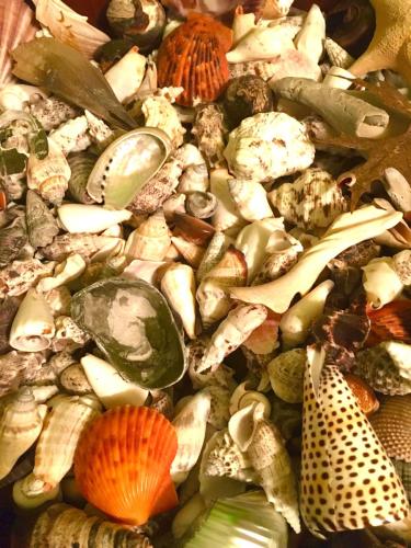 The Gathering of Sea Shells
