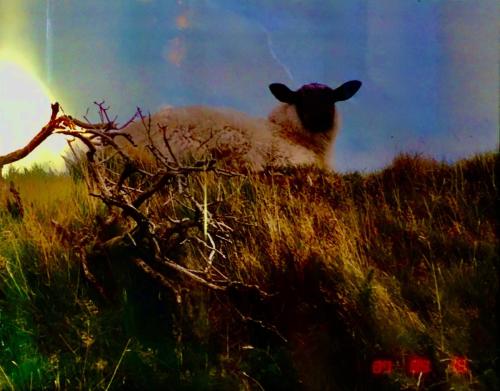 The Lamb That Was Slain
