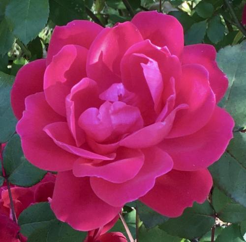 Beautiful Rose