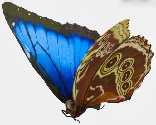 Blue Morpho Butterfly