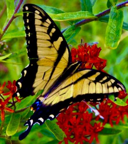 Eastern Tiger Swallowtail Butterfly