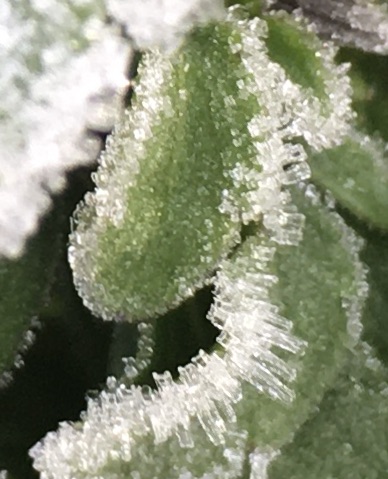 Hoar Frost, February 8, 2021
