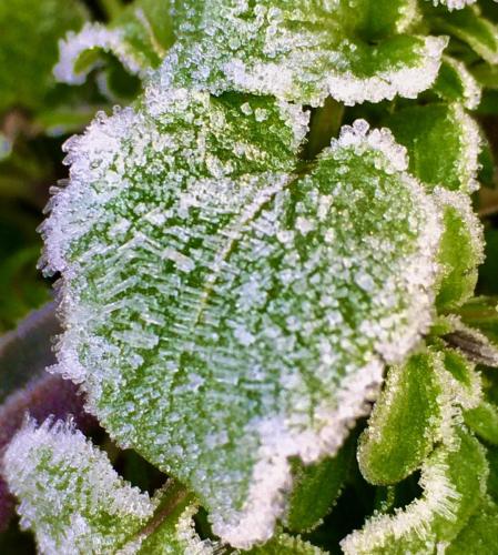 Hoar Frost, February 8, 2021
