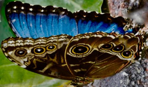 Morph-Butterfly