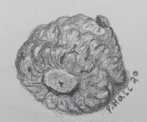Ode to an acorn