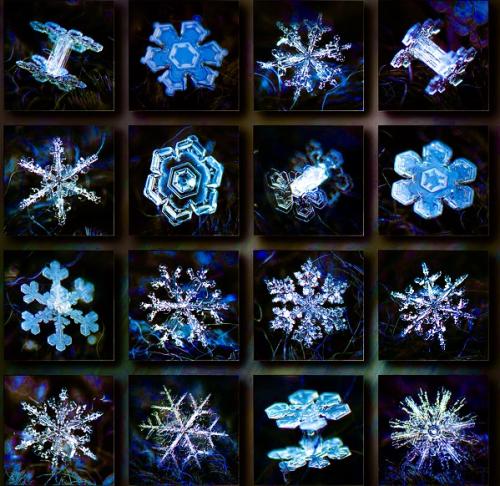 Snowflake Collection Alexey Kljatov