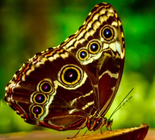 Blue Morpho Butterfly